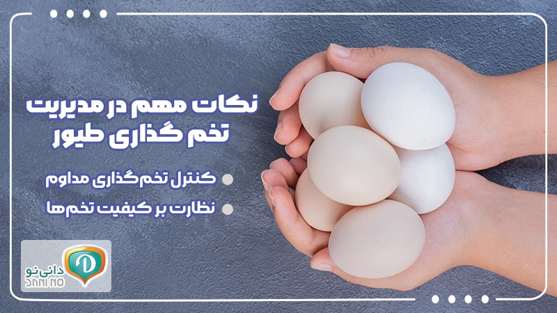 نکات مهم در مدیریت تخم گذاری طیور